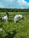 Reindeer in the Russian zoo.